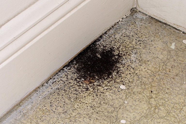 Exterminator Lakewood Estates Florida - 24 Hour Domestic ...