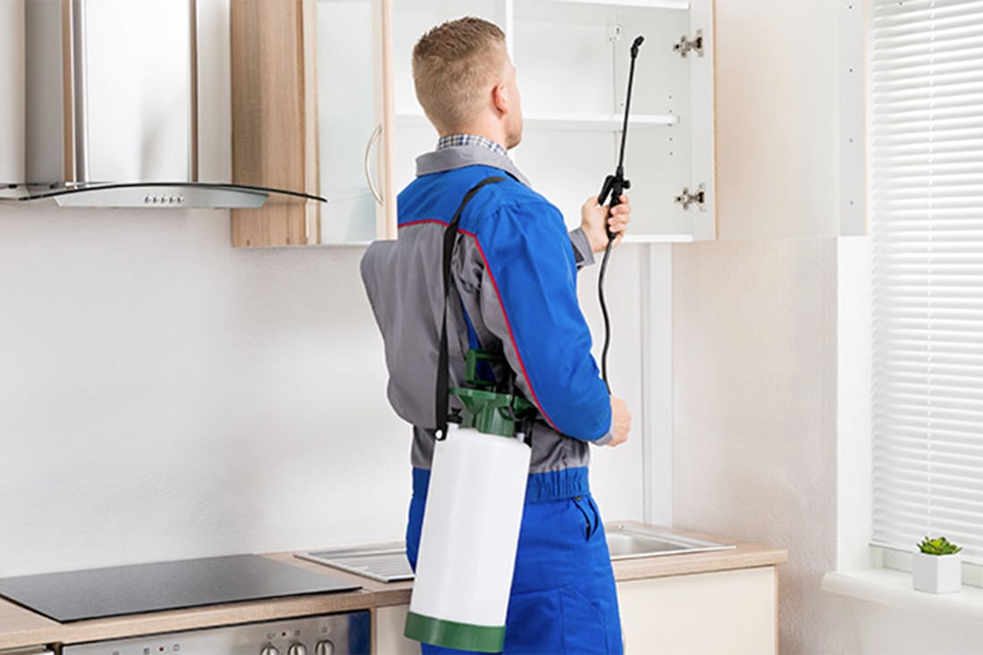 Do It Yourself Pest Control Gulfport Fl Pest Control Gulfport Fl 24